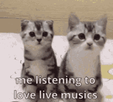 Love Live Cats GIF - Love Live Cats Kittens GIFs