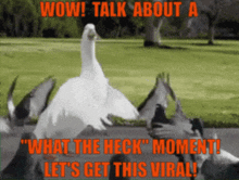 Talk About A What The Heck Moment Lets Get This Viral GIF - Talk About A What The Heck Moment Lets Get This Viral What The Heck Moment GIFs