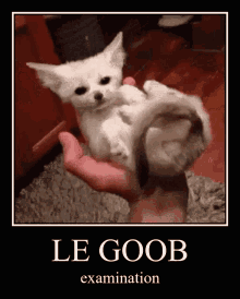Le Goob Examination GIF - Le Goob Examination GIFs