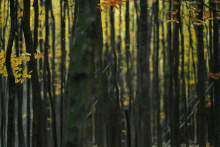 Bone Forest GIF