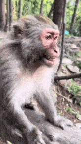 a close up of a monkey sitting on a log with its mouth open