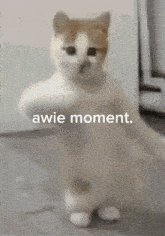 a brown and white cat standing on its hind legs with the words " awie moment " written below it