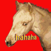 horse laughing gif