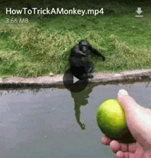 a video of a monkey jumping into a pond is being downloaded