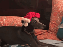 Earmuffs Greyhound GIF - Earmuffs Greyhound Dog GIFs