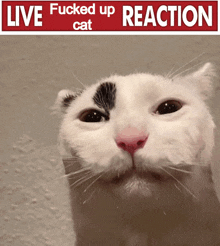 Cat Live Cat Reaction GIF - Cat Live Cat Reaction Live Fucked Up Cat Reaction GIFs
