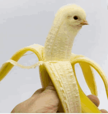 Chik Bird Banana GIF - Chik Bird Banana GIFs