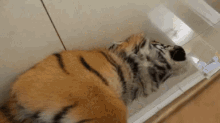 tiger cat surprised pawing clawing