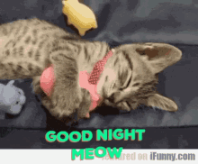 Good Night Meow GIF