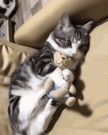 Cat Kitty GIF - Cat Kitty Cuddle GIFs