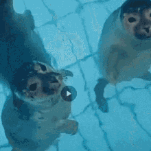GIF