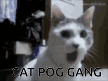 Catpog Catpoggang GIF - Catpog Catpoggang Gang GIFs