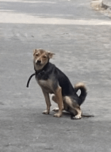 a dog with a leash around its neck is sitting on the ground .