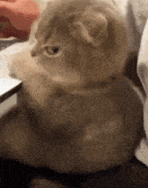 a cat is sitting on a person 's lap looking at something .