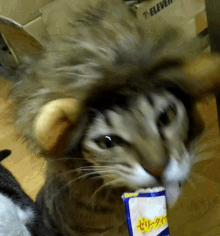 Cat Eat GIF - Cat Eat Food GIFs