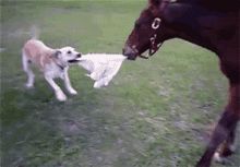 Horse Horse Dog Fight GIF - Horse Horse Dog Fight GIFs