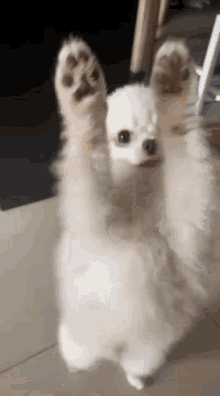 pomeranian dog dancing dog dancing dance