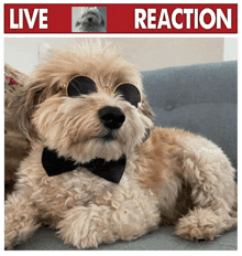 a dog wearing sunglasses and a bow tie is laying on a couch in front of a live reaction sign