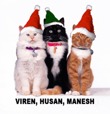 Vhm Viren Husan Manesh GIF - Vhm Viren Husan Manesh 3 Cats GIFs