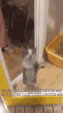 I Just Threw Out The Love Of My Dreams Cat GIF - I Just Threw Out The Love Of My Dreams Cat Cat Jump GIFs