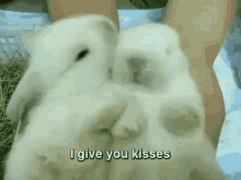 i love u cute bunny kiss
