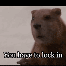 a close up of a beaver with the words " you have to lock in " below it