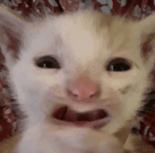 a close up of a kitten 's face with its mouth open making a funny face .
