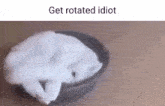 a white cat is laying in a bowl with the words get rotated idiot above it .