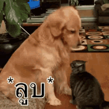 หมา ลูบหัวแมว GIF - Dog Pat Cat GIFs