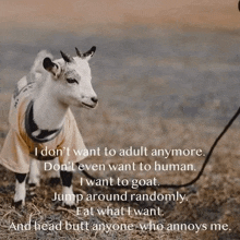 a goat is on a leash and has a quote on it