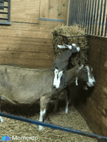 Goats Mama GIF - Goats Mama Farm GIFs