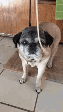 pug eating spaghetti dog pasta food starving