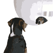 looking at the mirror staring reflection cute dog smart dog