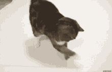 Cat Rylan GIF - Cat Rylan Hajime GIFs