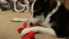 Puppy Silly GIF