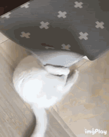 Embarrassed Kitty GIF - Embarrassed Kitty Cat GIFs