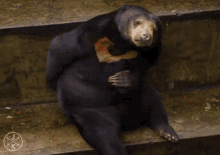 Itchy GIF - Itchy Bear GIFs
