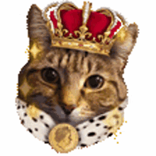bingo royal cat queen