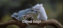 Good Boy Frog Eat Mice GIF - Good Boy Frog Eat Mice GIFs