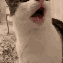 Cat Nose Scrunch GIF - Cat Nose Scrunch Foxmel GIFs