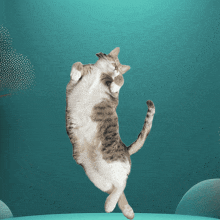 a cat is jumping in the air while looking up