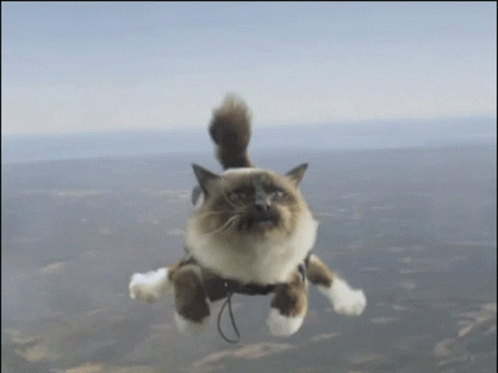 Skydiving Kitty GIF - Skydiving Kitty GIFs