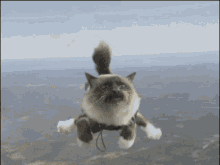 skydiving kitty