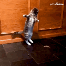 Panic Cat GIF - Panic Cat Dancing GIFs