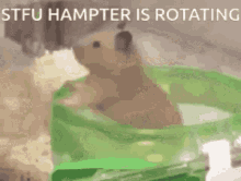 Hamster Rotating Hamster GIF - Hamster Rotating Hamster Hamster Meme GIFs