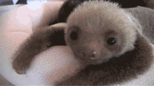Look Curious GIF