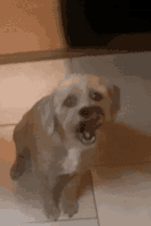 Dog Say What GIF - Dog Say What Hungry GIFs