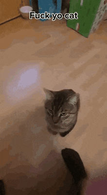 Fuck This GIF - Fuck This Cat GIFs