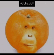 Orange Monkey GIF