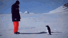 Penguino GIF - Penguino GIFs